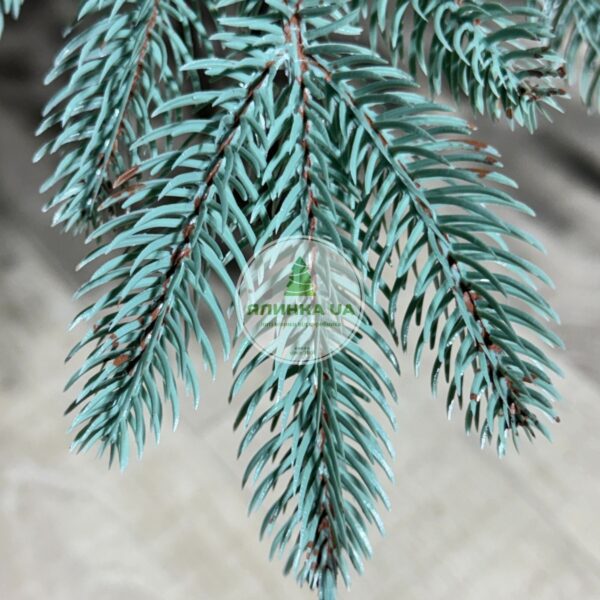 Лита ялинка "Бельгійська"