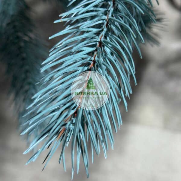 Лита ялинка "Буковельська"