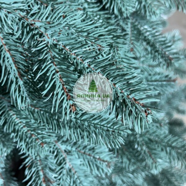 Лита ялинка "Ковалівська"