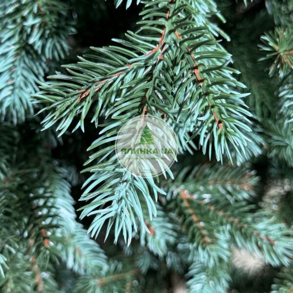 Лита ялинка "Баварія"