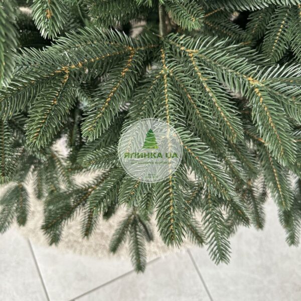 Лита ялинка "Бельгійська Лісова"