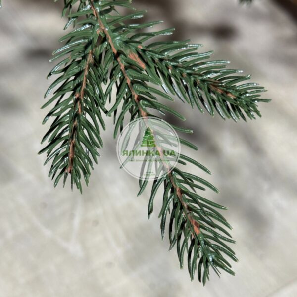 Лита ялинка "Карпатська"