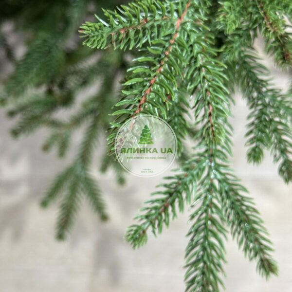 Лита ялинка "Дафна" на шарнірах