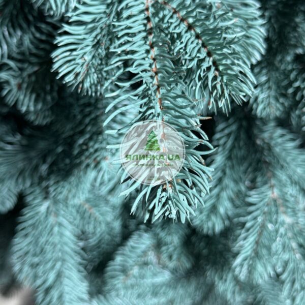 Лита ялинка "Ковалівська-2"