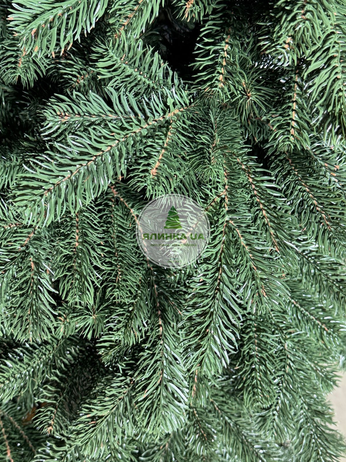 lyta-yalynka-valencia-zelena-120-sm-17936604905903 Лита ялинка "Валенсія" - Зображення 1