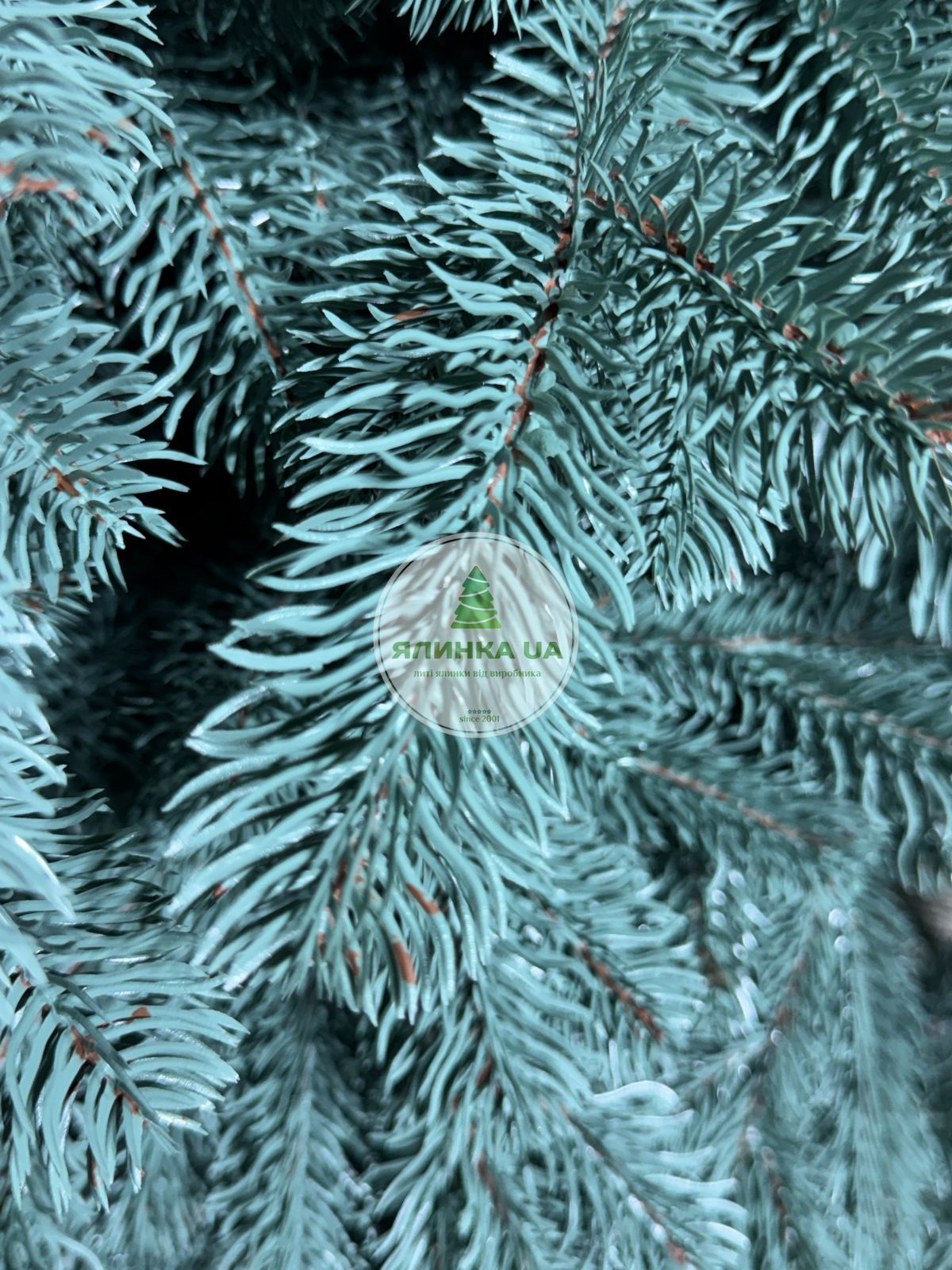 lyta-yalynka-versalska-blakytna-150-sm-11423914983752 Лита ялинка "Версальська" - Зображення 1