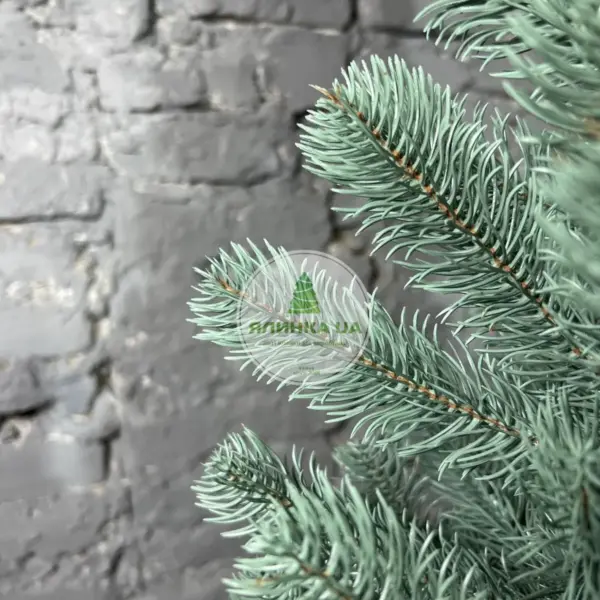 Лита ялинка "Президентська"